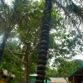 Palmier « à pics »
