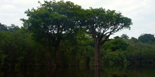 Nombreux arbres dans l’eau, selon les pluies