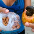 Le fruit du Caju, et les noix fraîchement grillées !