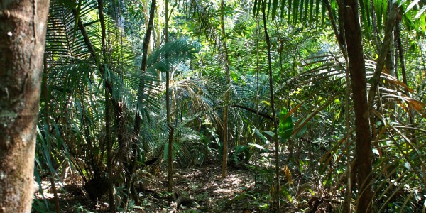 Forêt Sabana