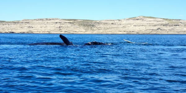 Calins entre mamita et baleinito