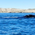 Mamita baleine