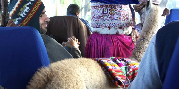 On voyage avec des lamas !
