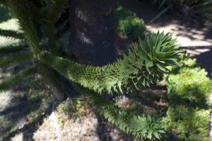 Zoom sur une branche d'Araucaria