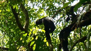 Gibbon noir