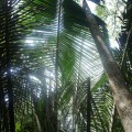 Végétation en Amazonie (ici ce qu’on utilise pour faire le toit des maisons)