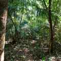 Forêt Sabana