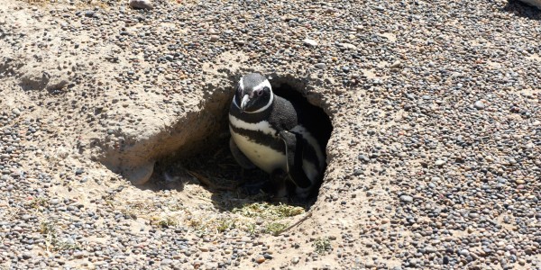 Mamita Pinguina et son Pinguinito