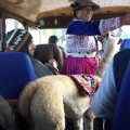 On voyage avec des lamas !