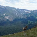 Bighorn sheep : espèce protégée